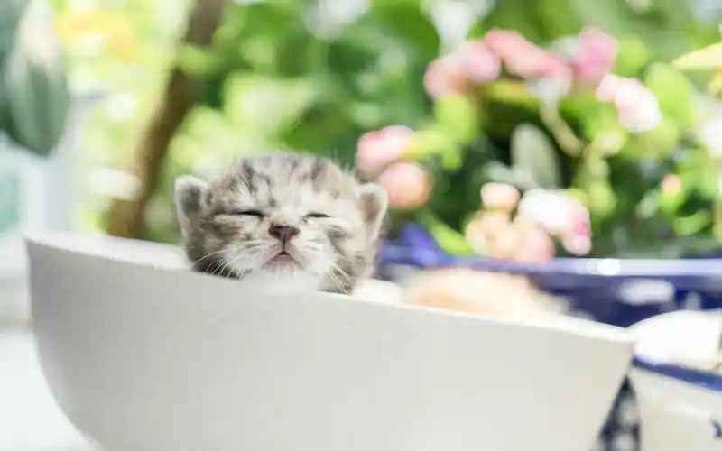 可爱小奶猫呆萌高清图片桌面壁纸