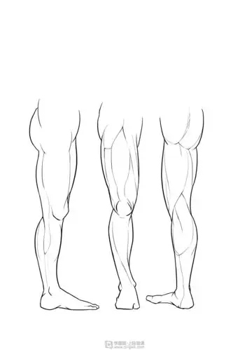 临摹腿—腿部人体肌肉结构入门训练