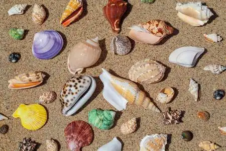 热带景观.沙滩上的贝壳照片