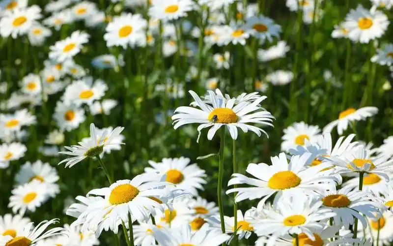 顺光拍摄小雏菊和蜜蜂忙碌