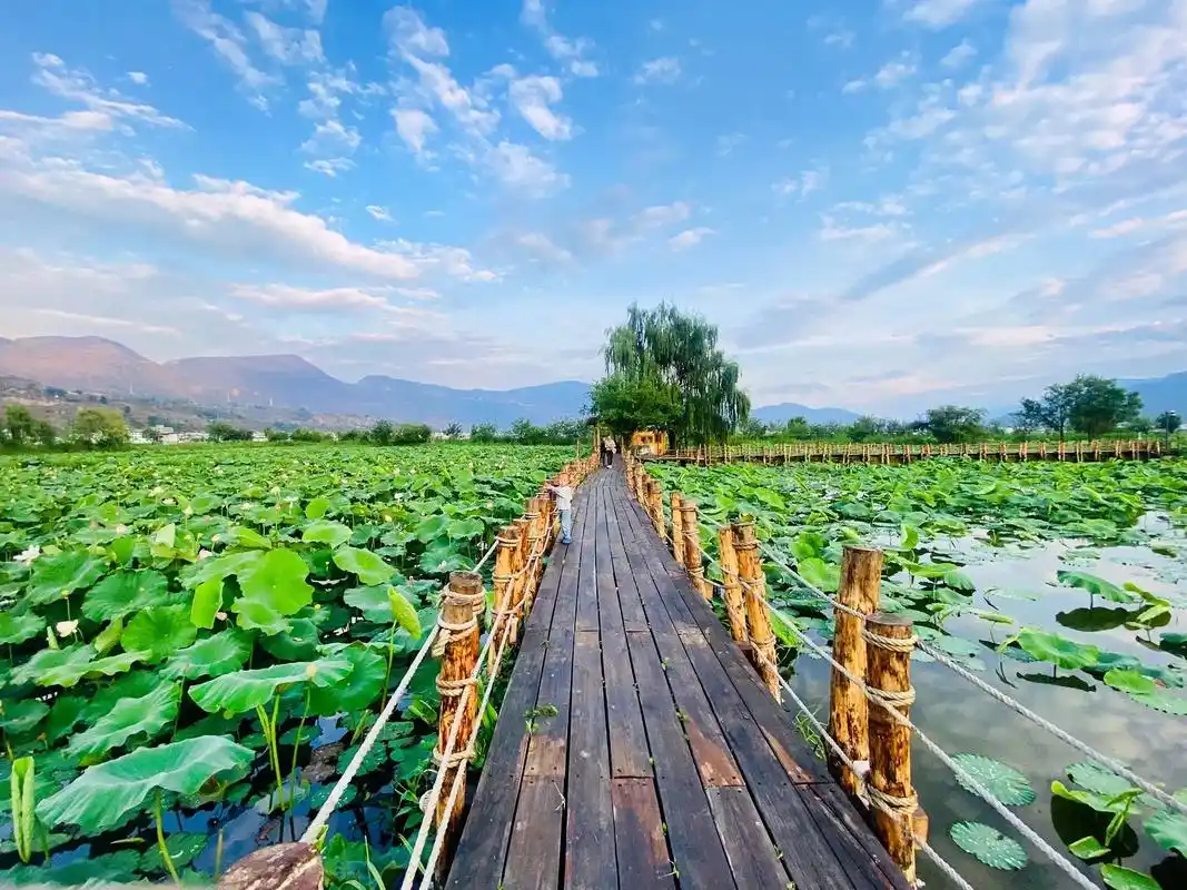 夏日荷田趣三川.#夏日荷花 #治愈系风景 #又到了赏荷花的季 - 抖音