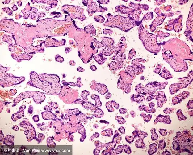 胎盘.绒毛膜绒毛