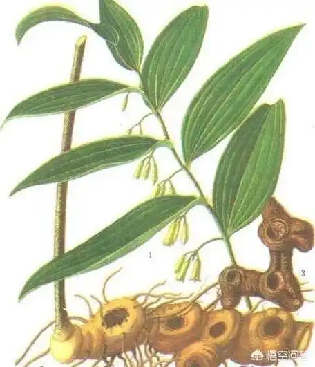 云南有名的药材有哪些云南特产药材图片大全