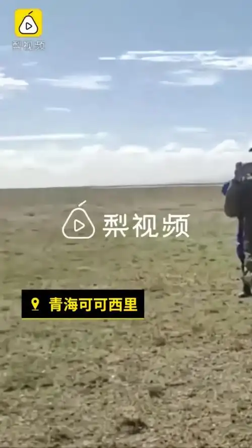 青海失联女大学生遗骸在可可西里无人区发现搜救画面曝光