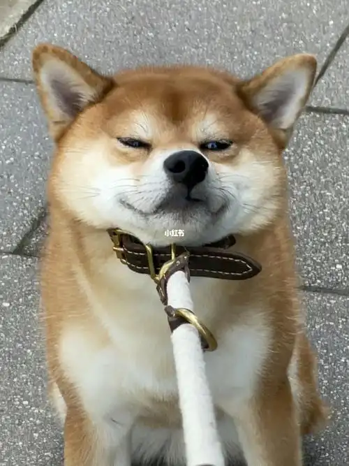 柴犬的倔强永远猜不透0969