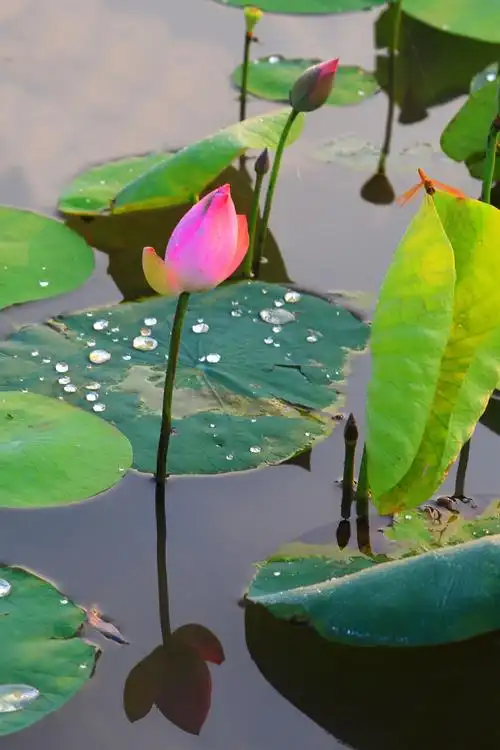 出水荷花(仙游县旗袍协会)