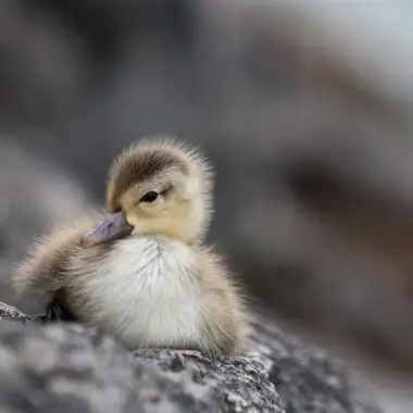 小鸭子头像可爱可爱呆萌的小鸭子