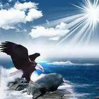 可做微信头像飞翔的鹰