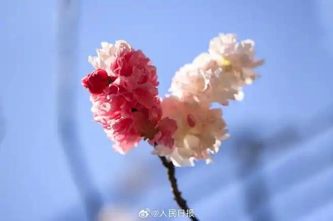 #被粉白双拼的桃花惊艳到了##双色桃花壁纸#