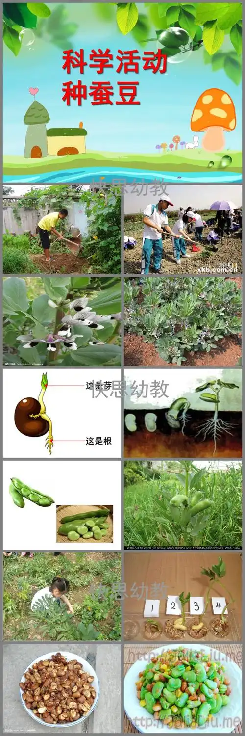 ppt课件教案包含了ppt课件,活动目标是认识蚕豆,了解蚕豆的生长过程