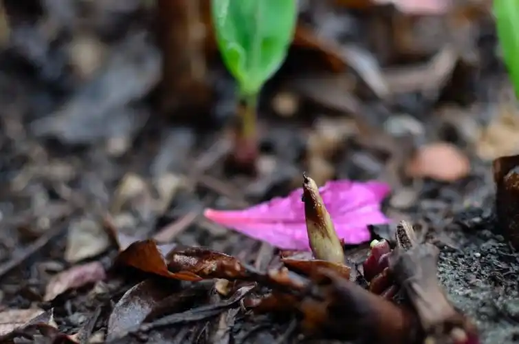 【有图】春泥与落花