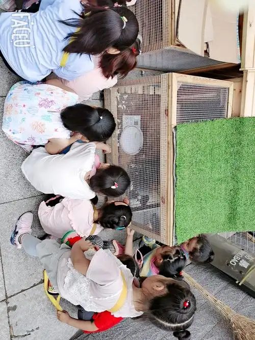 幼儿园大三班《我和小鸡的故事》 写美篇  老师带领孩子们来到小鸡房