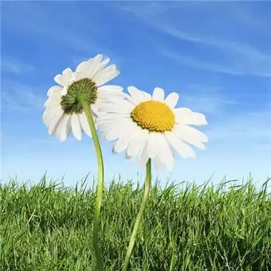 招财头像花高清漂亮的招财吉祥微信头像花的图片大全