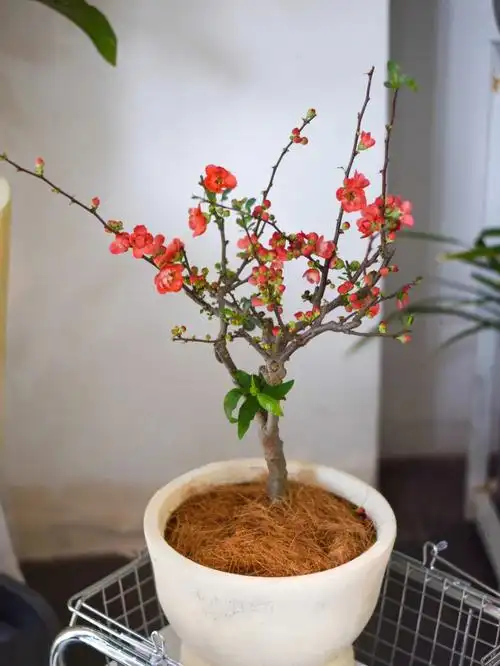 39363036 373336343639 |海棠花盆栽