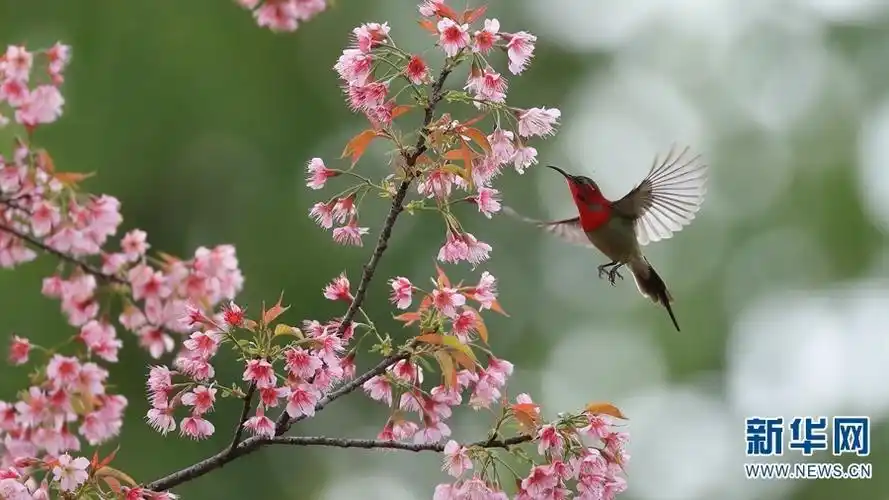 但春天已提前到达了有着"黎明之城"之称的芒市,小城一派鸟语花香,生意
