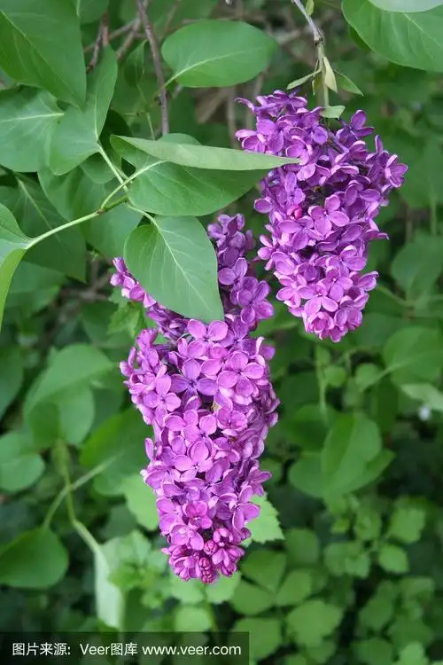 春天,紫色,丁香花,植物,户外