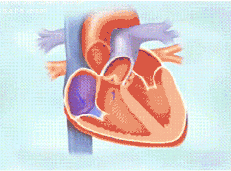 有这个情况需要注意了你的心脏可能在求救