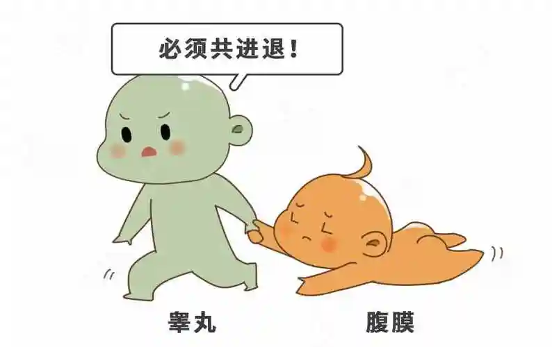 蛋蛋一高一低,一大一小正常吗?男娃5大私处问题,错不起