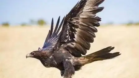 老鹰竟然也有天敌?老鹰遇到它撒腿就跑,随时可能"凉凉"!