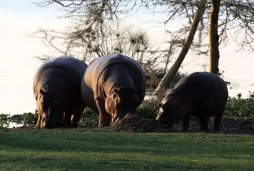 走进肯尼亚,开启野生动物巡游.