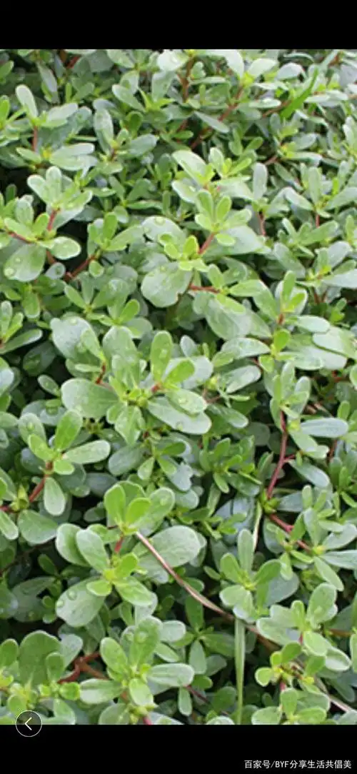 夏天的礼物,马齿菜