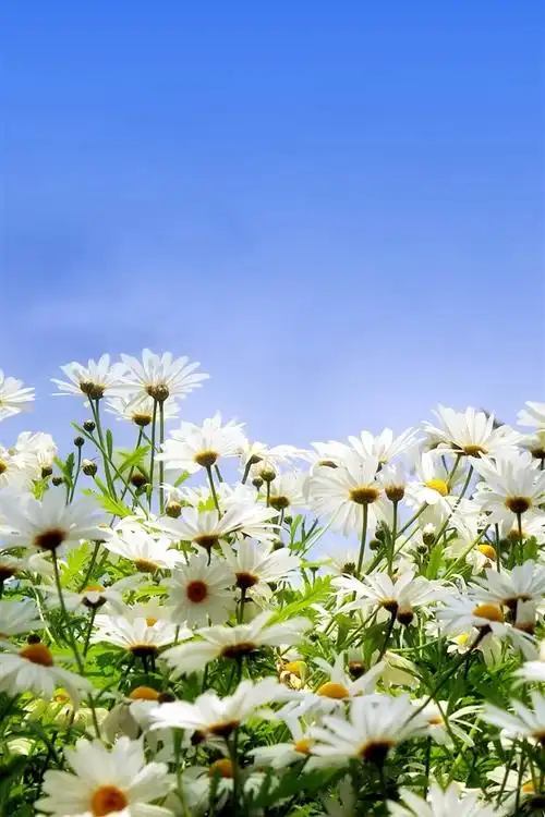 壁纸 许多白色的雏菊,花瓣,蓝蓝的天空 2880x1800 hd 高清壁纸, 图片