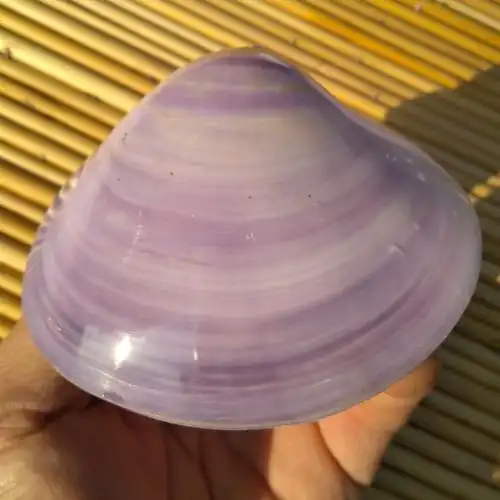 天然紫色贝壳双壳紫蛤 水族鱼缸造景 家居橱窗装饰 创意恋人礼物