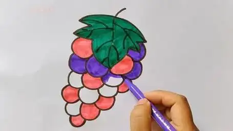 每天学一幅简笔画——葡萄