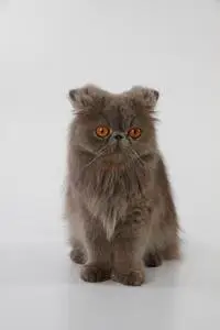 坐在白色背景下耳朵上的蓝色波斯猫照片