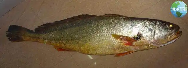常见的海鲜你都知道名字吗?(各种石首鱼)