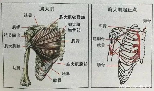 胸肌分上中下三束,根据不同的部位我们可以采取不同的训练方式进行