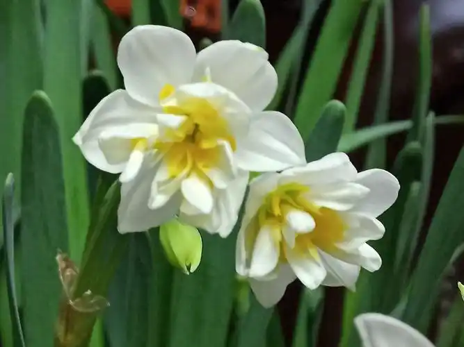 今年养的水仙高大上