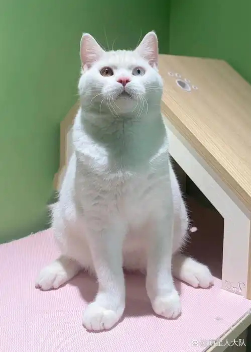 6月龄8斤的纯白色异瞳英国短毛猫(酥酥)