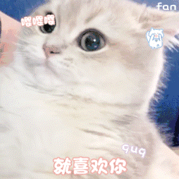 可爱 小猫咪 表情包