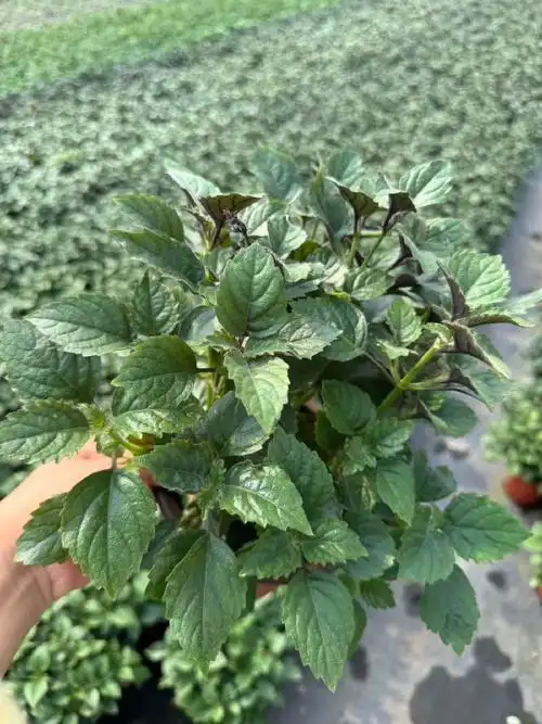 9,前所未有·小清新·特丽莎香茶菜,梦幻紫色61耐热·花开不断.