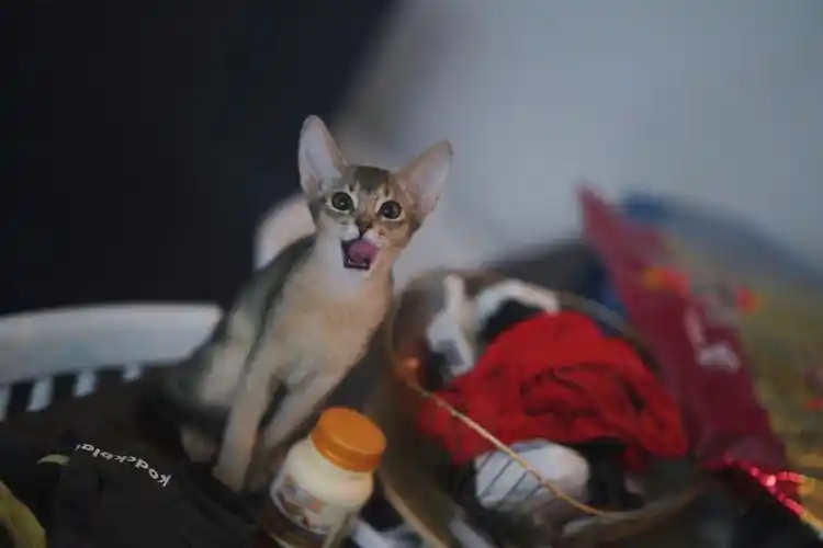 阿比西尼亚猫hoshi家里最小的颜艺爱好者