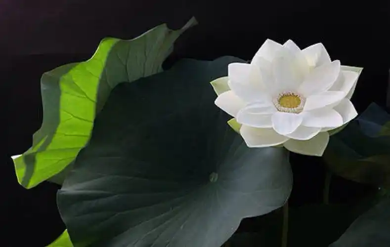 禅意莲花,清净无染,是意境也是心境.| 美国摄影师 bahman farzad