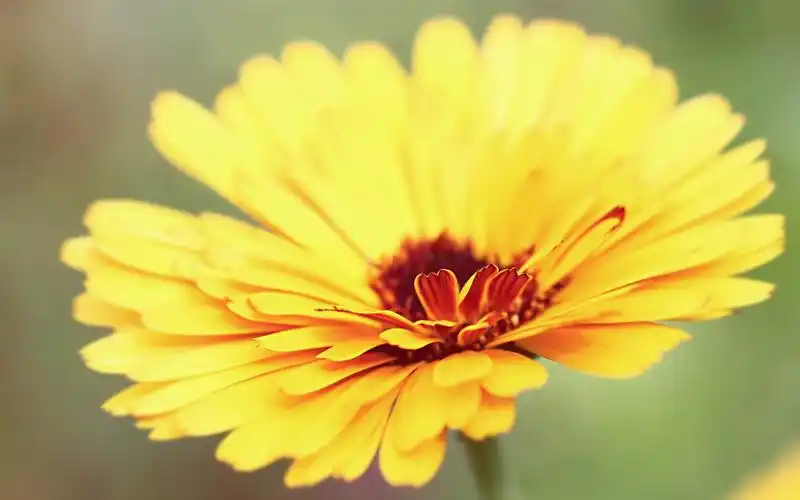 android安卓小清新 清爽 温馨 鸟语花香高清手机壁纸免费下载,安心