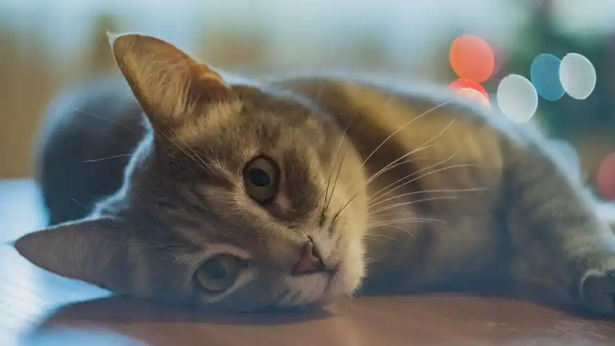 猫pet壁纸【135】猫壁纸图片_桌面壁纸图片_壁纸下载-元气壁纸