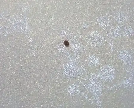 卧室里出现芝麻大小圆形褐色小爬虫,硬壳无须角爬的挺慢的,谁知道这虫