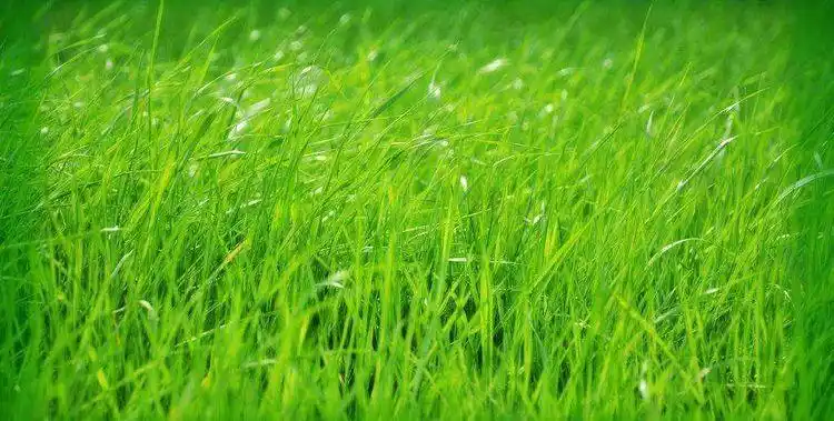 咪咪班小组活动~青青小草