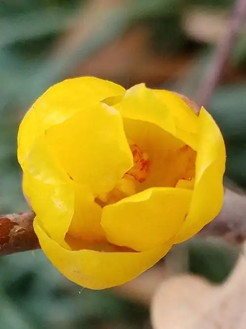 腊梅的常见品种有素心腊梅,馨口腊梅,小花腊梅,狗爪腊梅.