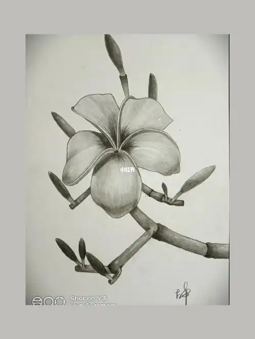 素描花系列之鸡蛋花