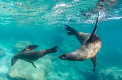 海狮与海豹都是生活在海洋中的哺乳动物_网易订阅