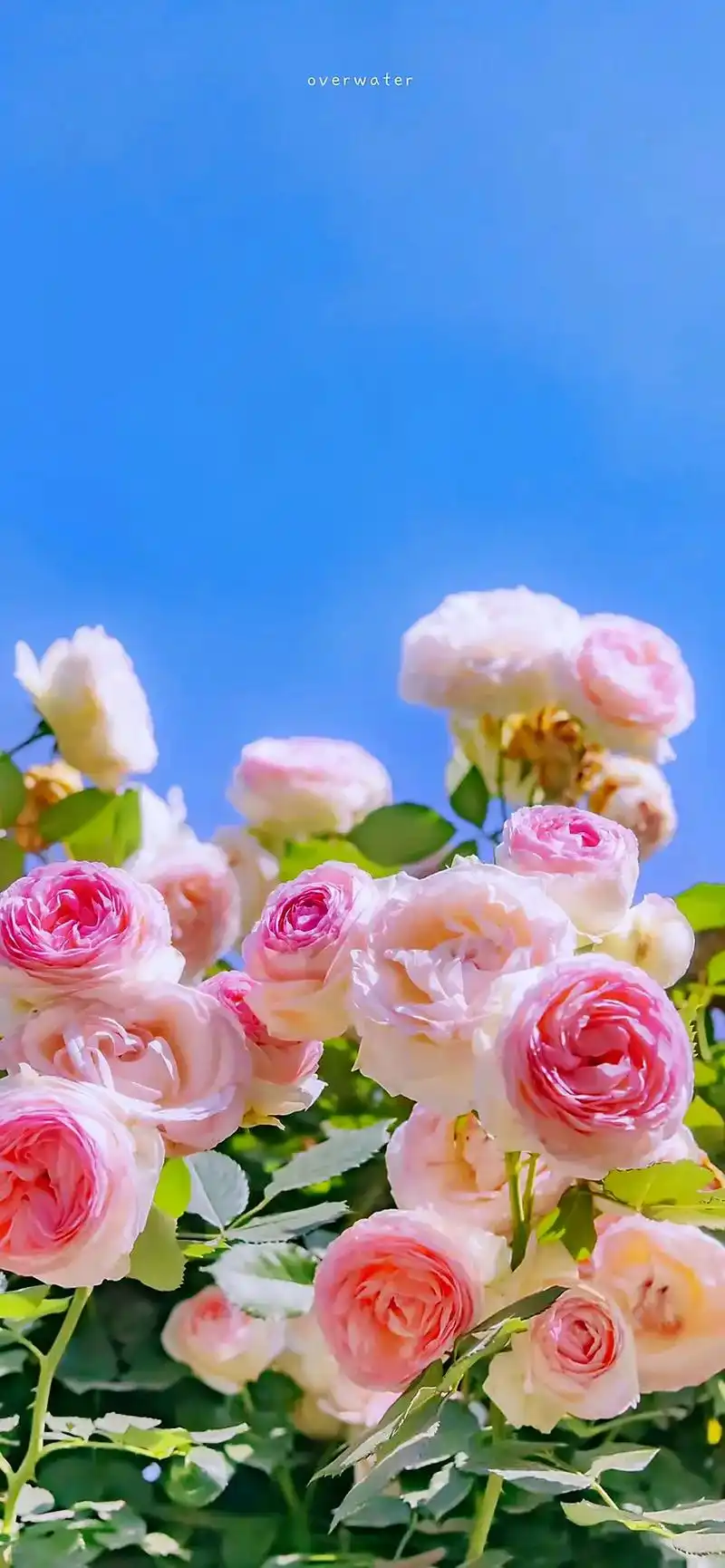 唯美意境 #静享时光 最近越来越喜欢花花草草和带着斑驳墙壁 - 抖音