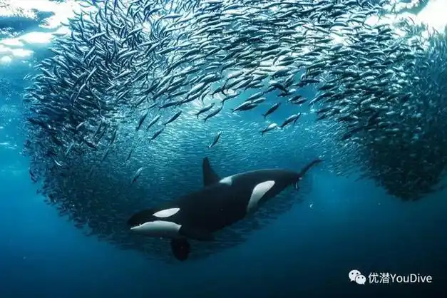 2023年联合国"世界海洋日"摄影大赛20张获奖作品公布!|摄影师|摄影比