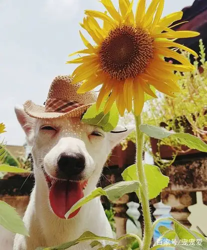 一只喜欢在阳光下微笑的狗狗,笑一笑生活会更美好