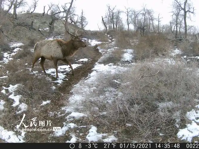新疆艾比湖保护区首次拍摄到雄性马鹿影像