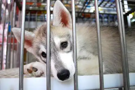 动物收容所笼子里的一只红狗笼子里的可怜狗笼子里的卡通可爱的狗漂亮