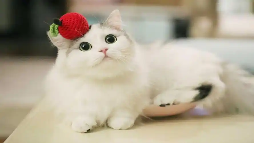 电脑桌面壁纸 by:ariel_阿恬(侵权删)